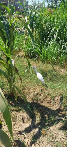 iNaturalist image