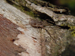 Lacinius horridus