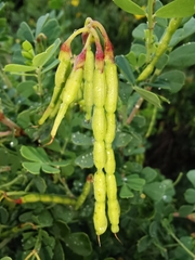 Coronilla valentina glauca