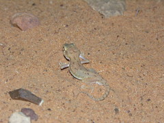 Stenodactylus petrii