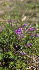 Lythrum virgatum