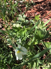 Anemonoides sylvestris