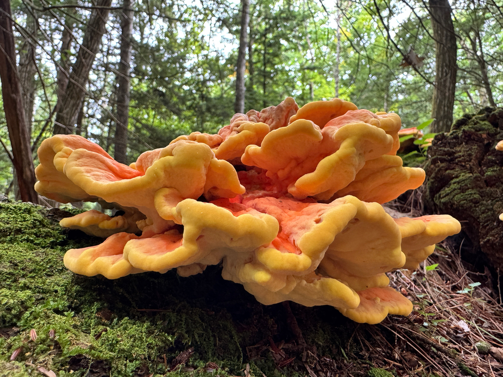 chicken of the woods · September 2026 · photo: Photo: no rights reserved · iNaturalist