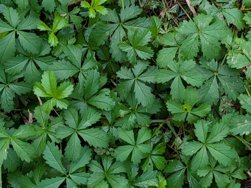 Creeping cinquefoil