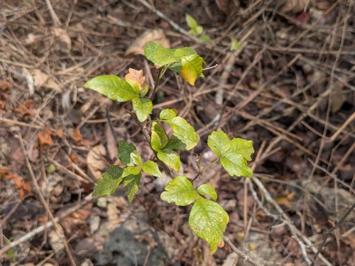 Harrisonia brownii observed 2026-09-09