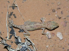 Stenodactylus petrii