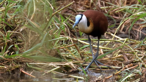 iNaturalist: (c) craigjhowe, some rights reserved (CC BY-NC) iNaturalist image