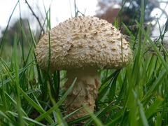 Saproamanita foetidissima