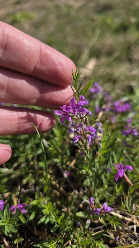 Lythrum virgatum, photograph 2