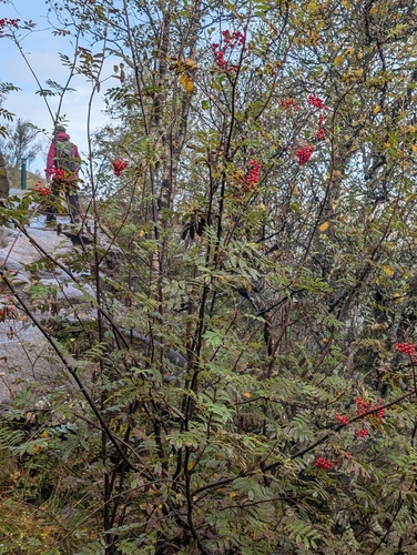European mountain ash
