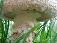Saproamanita foetidissima