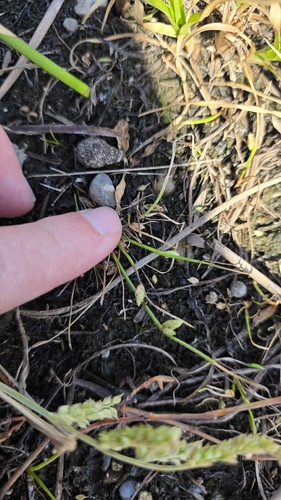 Schoenoplectiella supina, 2026-09-09