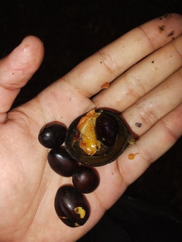Copaifera trapezifolia