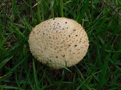 Saproamanita foetidissima
