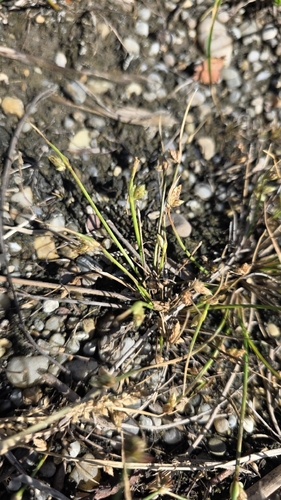 Schoenoplectiella supina, 2026-09-09