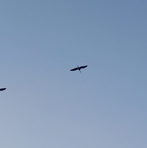 iNaturalist image