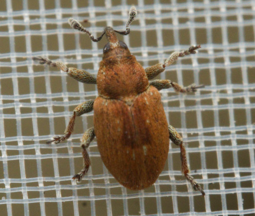 Sibinia primita