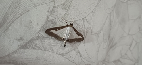 Box Tree Moth