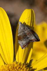 Choreutis aegyptiaca
