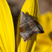 Choreutis aegyptiaca - Photo (c) Oswald, some rights reserved (CC BY-NC), uploaded by Oswald