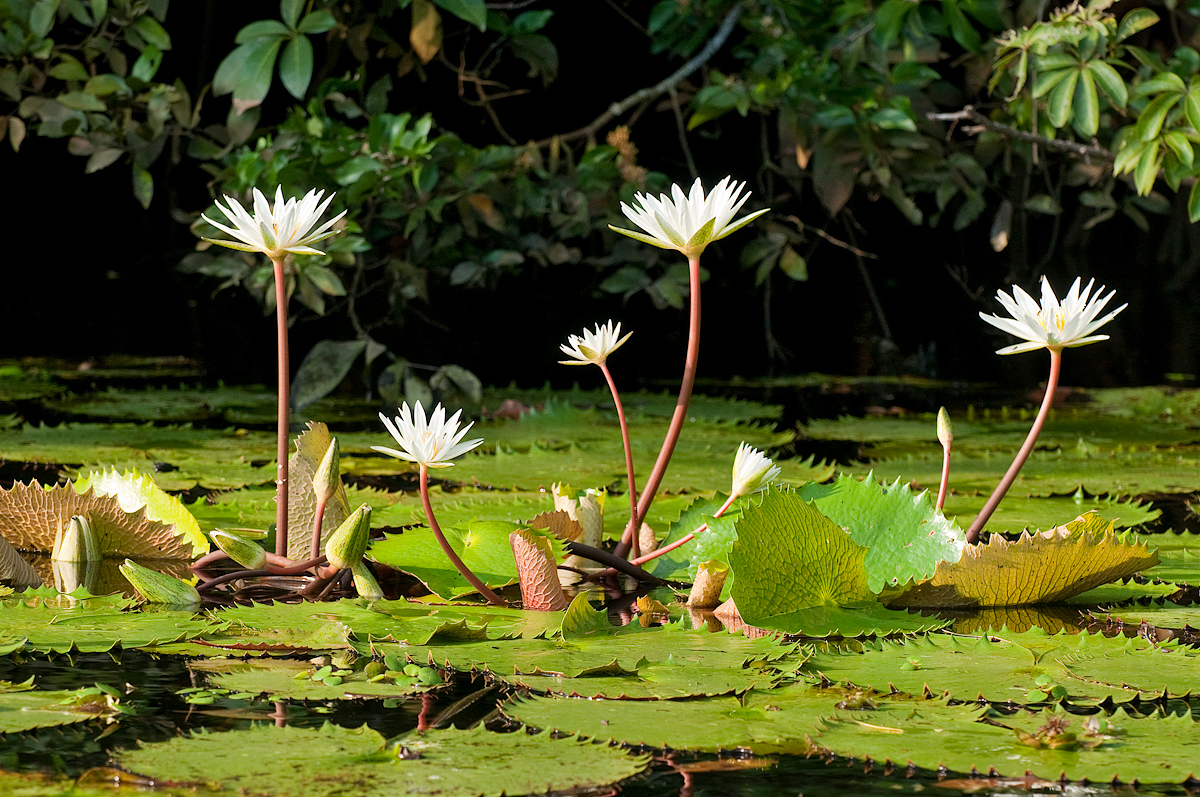 Nymphaea ampla