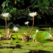 Dotleaf Waterlily - Photo (c) Eblyn Saenz Garcia, some rights reserved (CC BY-NC)