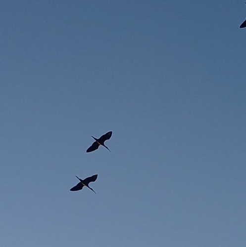 iNaturalist image