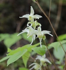 Epimedium koreanum