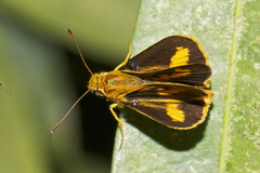 Oriens goloides