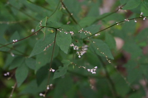 Hylodesmum podocarpum, photograph 2
