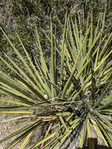 Yucca baccata