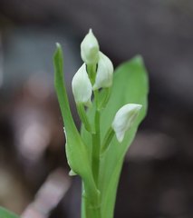 Cephalanthera erecta