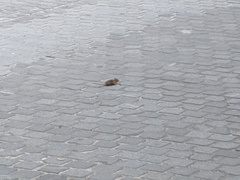 Mus musculus