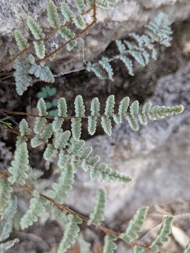 Eaton's lipfern