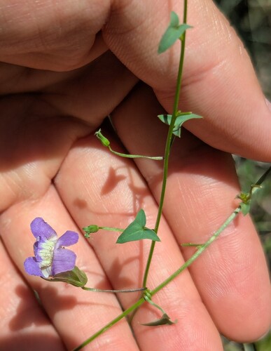 Snapdragon Vine
