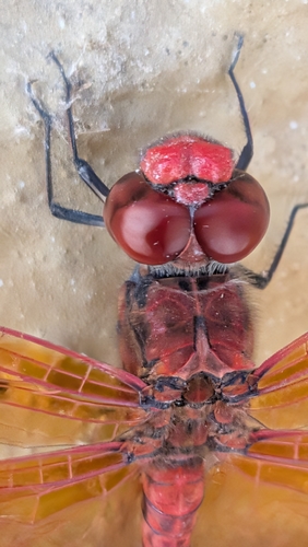 Red Rock Skimmer