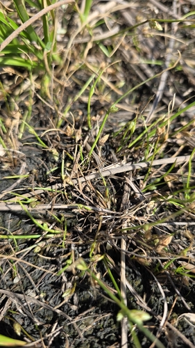 Schoenoplectiella supina, 2026-09-09