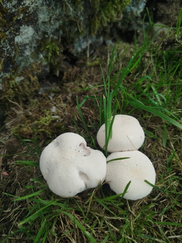 Meadow Puffball