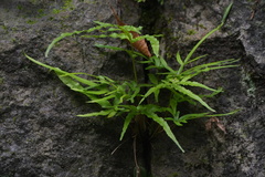 Pteris multifida