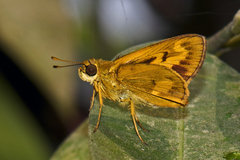 Oriens goloides