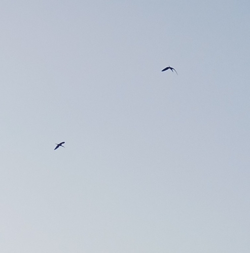 Glossy Ibis