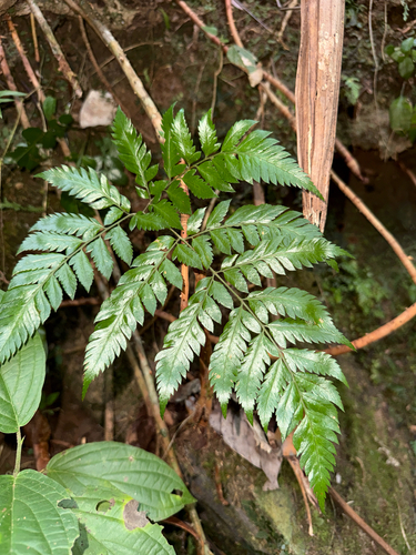 Polystichopsis observed 2026-08-29