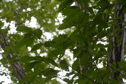 Quercus serrata, photograph 5