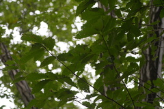 Quercus serrata, photograph (c) WATANABE Hitoshi 渡辺仁, some rights reserved (CC BY)