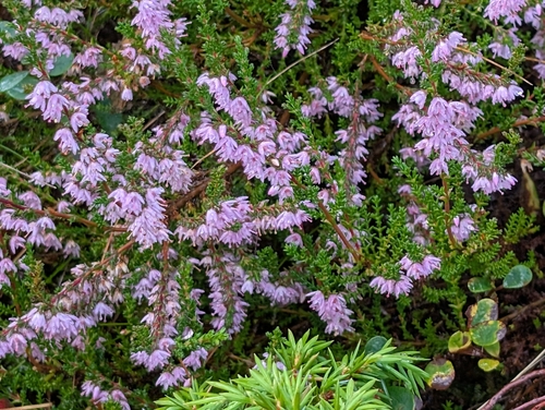 common heather