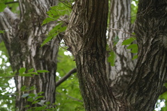 Quercus serrata, photograph (c) WATANABE Hitoshi 渡辺仁, some rights reserved (CC BY)