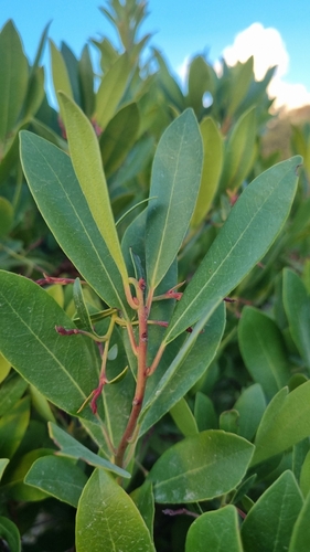 strawberry tree