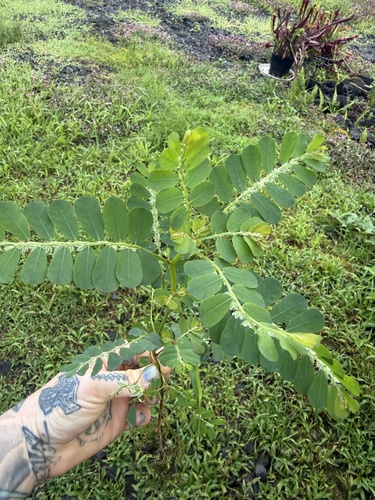 Phyllanthus leucanthus observed 2026-09-09