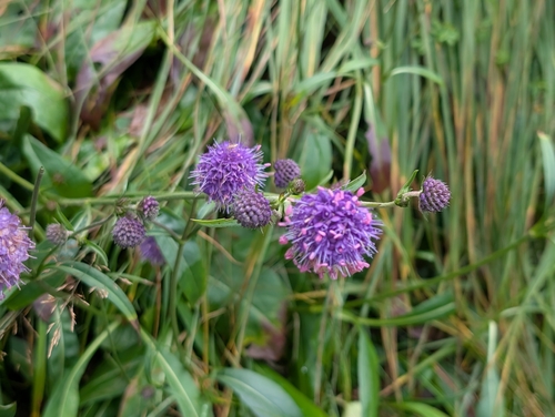 Devil's-bit Scabious