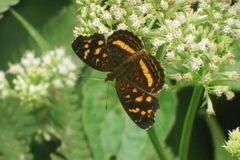 Anthanassa drusilla drusilla
